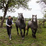 konj-posavac-Vedran-Perekovic (52)