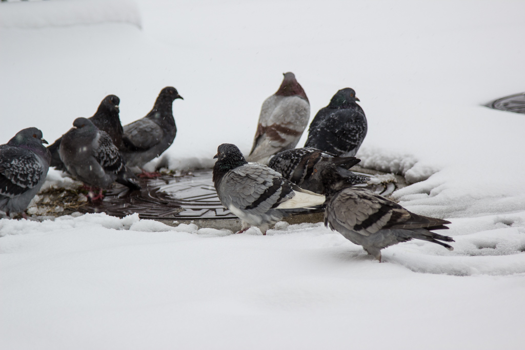 golubovi-snijeg-zima-5.jpg