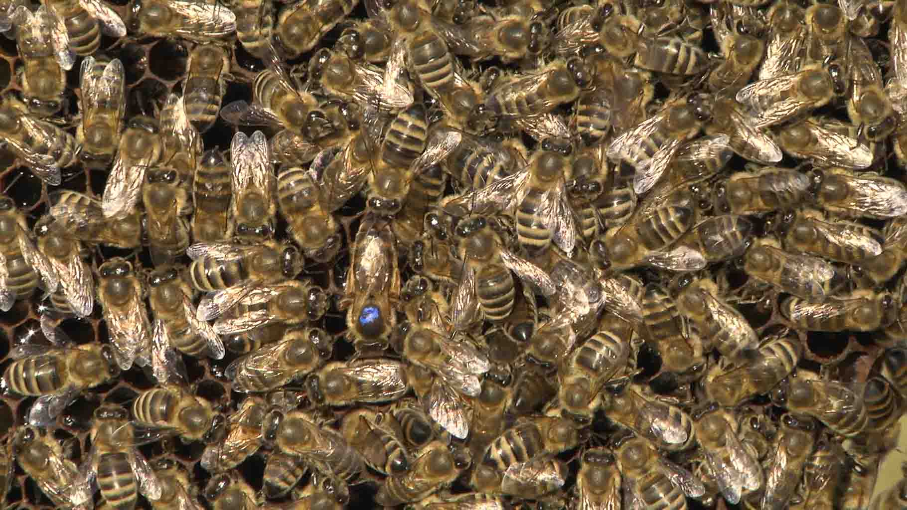 Pčelari pčele