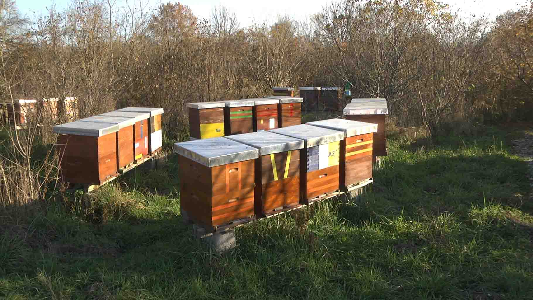 Pčelari košnice