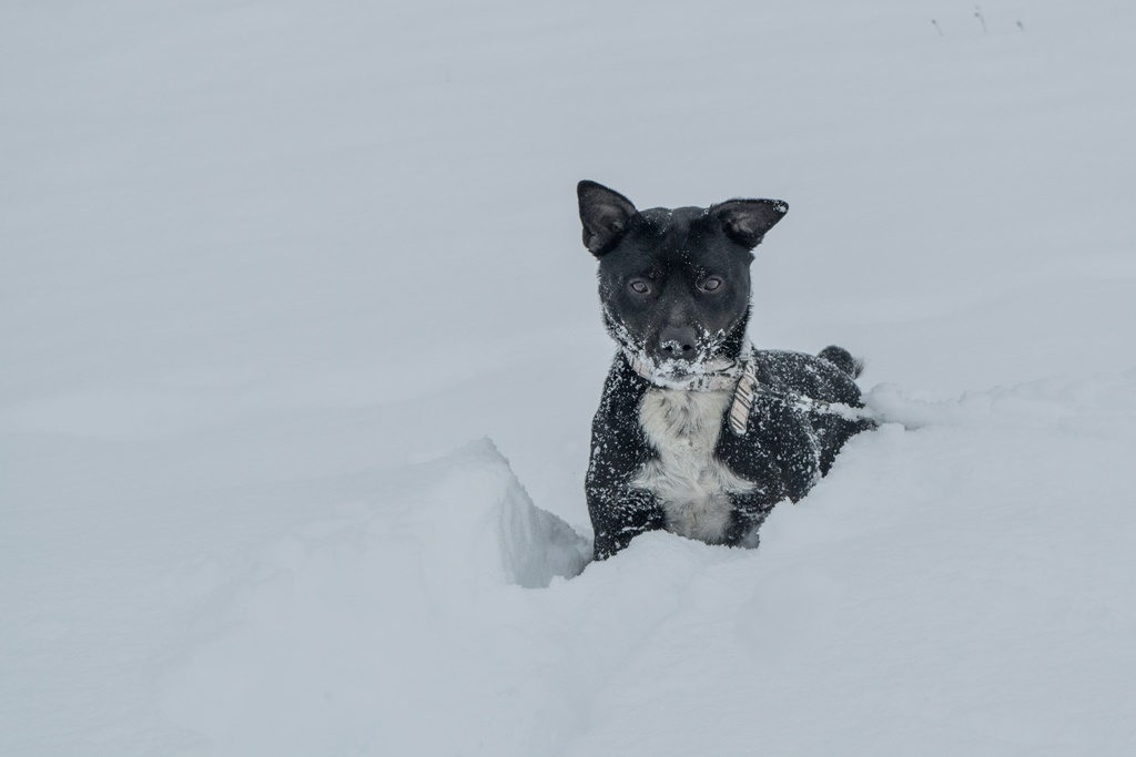 pas u snijegu