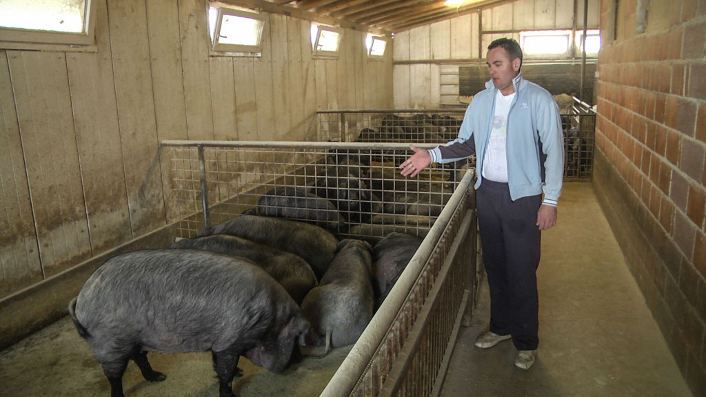 Svinje, svinjogojstvo, stočarstvo (1)