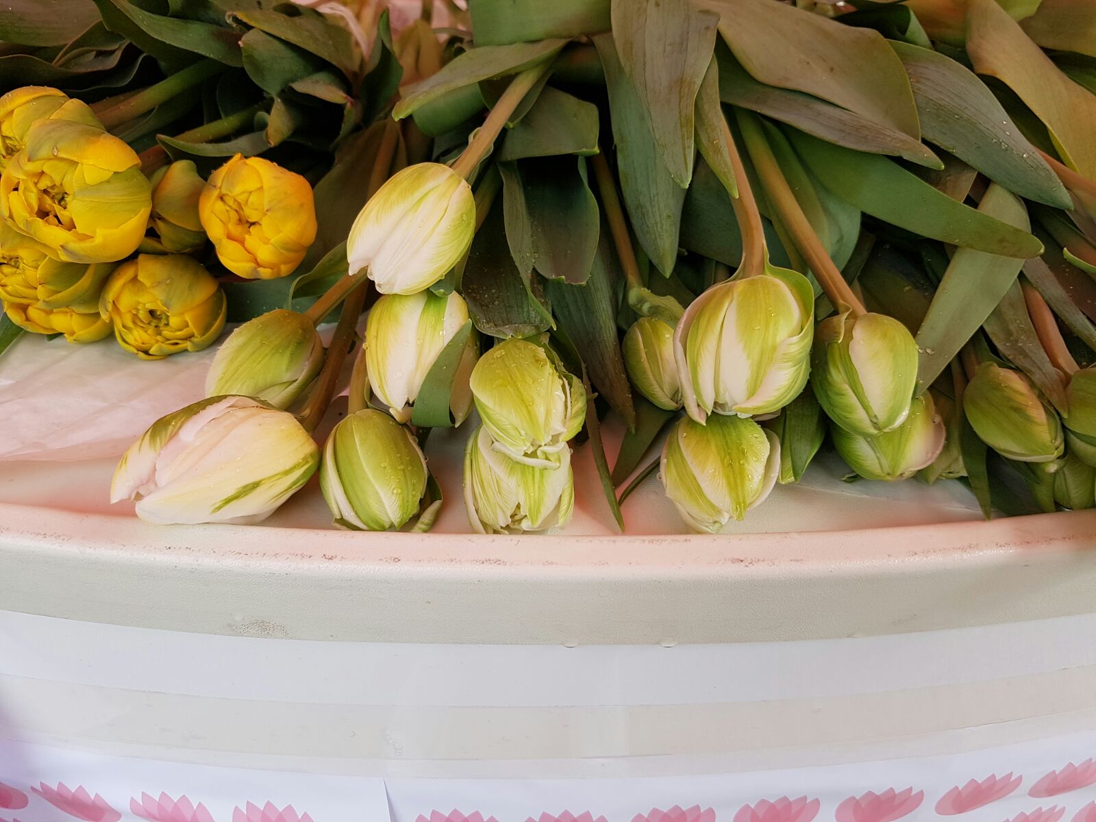 sdp prodaja tulipana (5)