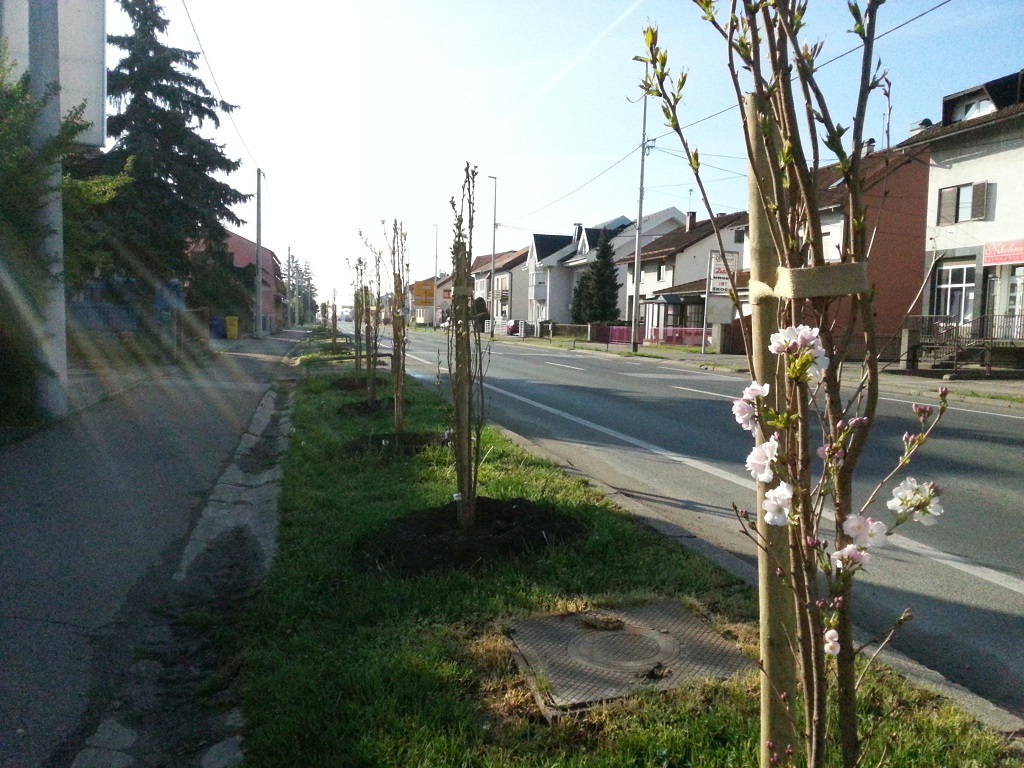 sisačka drvored u cvatu proljeće sunce cesta jutro JŠP