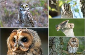 Sove u Zagrebačkoj županiji: Noćni lovci naših šuma i polja
