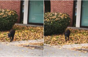 Kod autobusnog kolodvora u Velikoj Gorici luta crni pas, traži se vlasnik!
