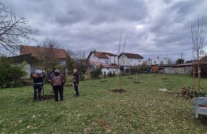 Posađeni novi drvored i mali voćnjak u Velikoj Gorici