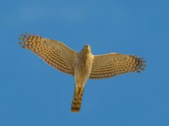 Zimske stražarice polja: Nevidljiva borba jastreba i kobca u Turopolju i Pokuplju