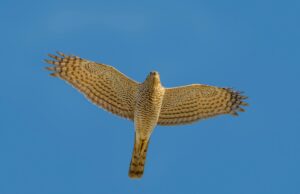 Zimske stražarice polja: Nevidljiva borba jastreba i kobca u Turopolju i Pokuplju