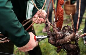 Vincekovo u Kravarskom: Danas blagoslov vinograda i simbolični početak nove vinske godine