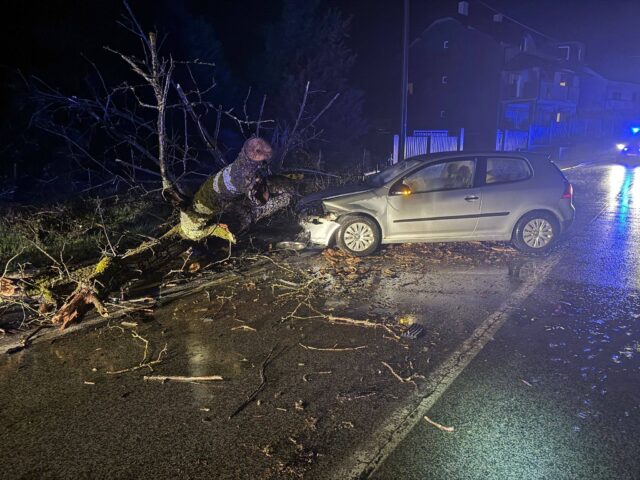 stablo palo pokupsko