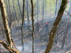 FOTO Gorjela šuma kod Pokupskog, vatrogasci spriječili veću štetu