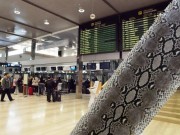 Krijumčario kožu pitona iz Afrike pa ga uhvatili na Plesu