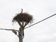 FOTO VIJEST Vratile se rode u Turopolje