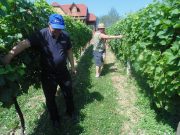 Grozd organizira predavanje o rezidbi, sadnji, gnojidbi i zaštiti vinograda