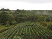 U Jastrebarskom odlikovani velikogorički vinogradari