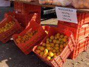 FOTO VIJEST Domaće opuzenske mandarine