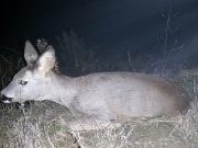 Goričanka spasila ranjenu srnu
