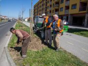 FOTO VIJEST Zasađen drvored javora u Ulici Slavka Kolara