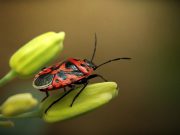 FOTO Makro fotografija s mikro budžetom