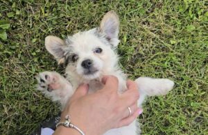 Nestao maleni pas Njofra: Građani se pozivaju na pomoć u potrazi