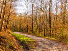 Šumarica – tišina Vukomeričkih gorica i šuma koje pričaju priče