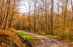 Šumarica – tišina Vukomeričkih gorica i šuma koje pričaju priče