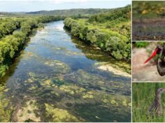 Ptice Zagrebačke županije: Pokupski bazen pravi dragulj i dom za preko 20.000 močvarica