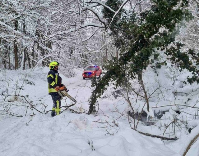 uklanjanje stabla hruševec dvd kravarsko