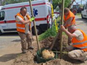 Nastavak akcije ozelenjivanja grada: Sade se nova stabla u Ulici Matice hrvatske