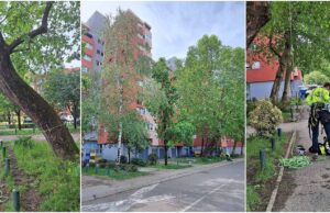 FOTO Danas ispitivanje sigurnosti i stabilnosti stabala u Tomaševićevoj