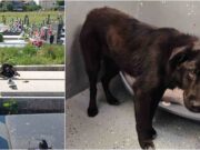 UDOMI ME Pronađena je zavezana lancem za grob s ranama, a sada hitno traži zauvijek dom