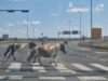 VIDEO Oprez! Preko prometnog raskrižja kod Kušanca slobodno šetaju konji