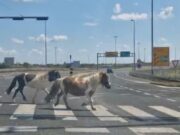 VIDEO Oprez! Preko prometnog raskrižja kod Kušanca slobodno šetaju konji
