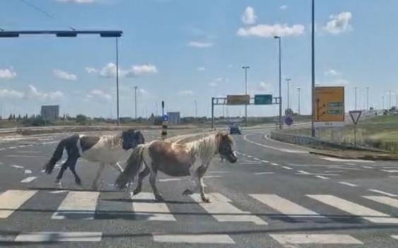 konji kušanec pušteni
