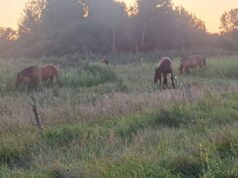 Deset godina isti problem: Konji ponovno ulaze u dvorišta u Turopoljskoj Petrovini, država najavila potpore za zbrinjavanje