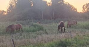 Deset godina isti problem: Konji ponovno ulaze u dvorišta u Turopoljskoj Petrovini, država najavila potpore za zbrinjavanje