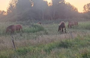 Deset godina isti problem: Konji ponovno ulaze u dvorišta u Turopoljskoj Petrovini, država najavila potpore za zbrinjavanje