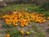 FOTO Bizarno ponašanje: Na kraju Zelene aleje netko izbacio hrpu mandarina