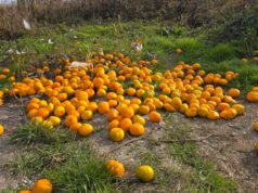 FOTO Bizarno ponašanje: Na kraju Zelene aleje netko izbacio hrpu mandarina