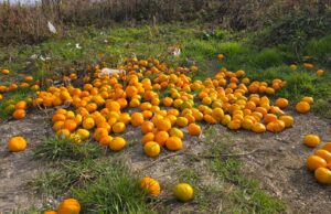 FOTO Bizarno ponašanje: Na kraju Zelene aleje netko izbacio hrpu mandarina